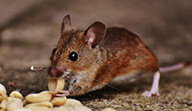 24 Hour & Emergency Exterminators in Warner, OH